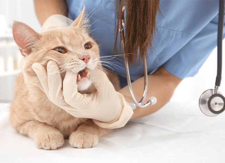 Cat Diabetes Explored Cat Diabetes Signs, Causes & Management. Bold