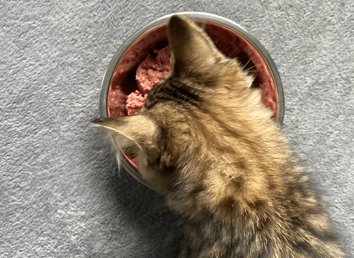 Raw Kitten Food 101 Your Guide to Raw Food for Kittens Bold by Nature