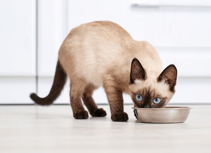 Everything You Need to Know About Worms in Cats Symptoms of Worms in