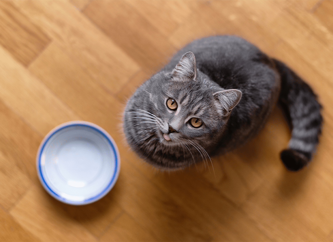 Your Guide to a Cat Raw Food Diet Bold by Nature