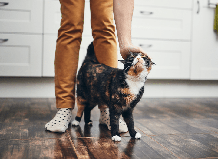 Everything You Need to Know About Worms in Cats Symptoms of Worms in