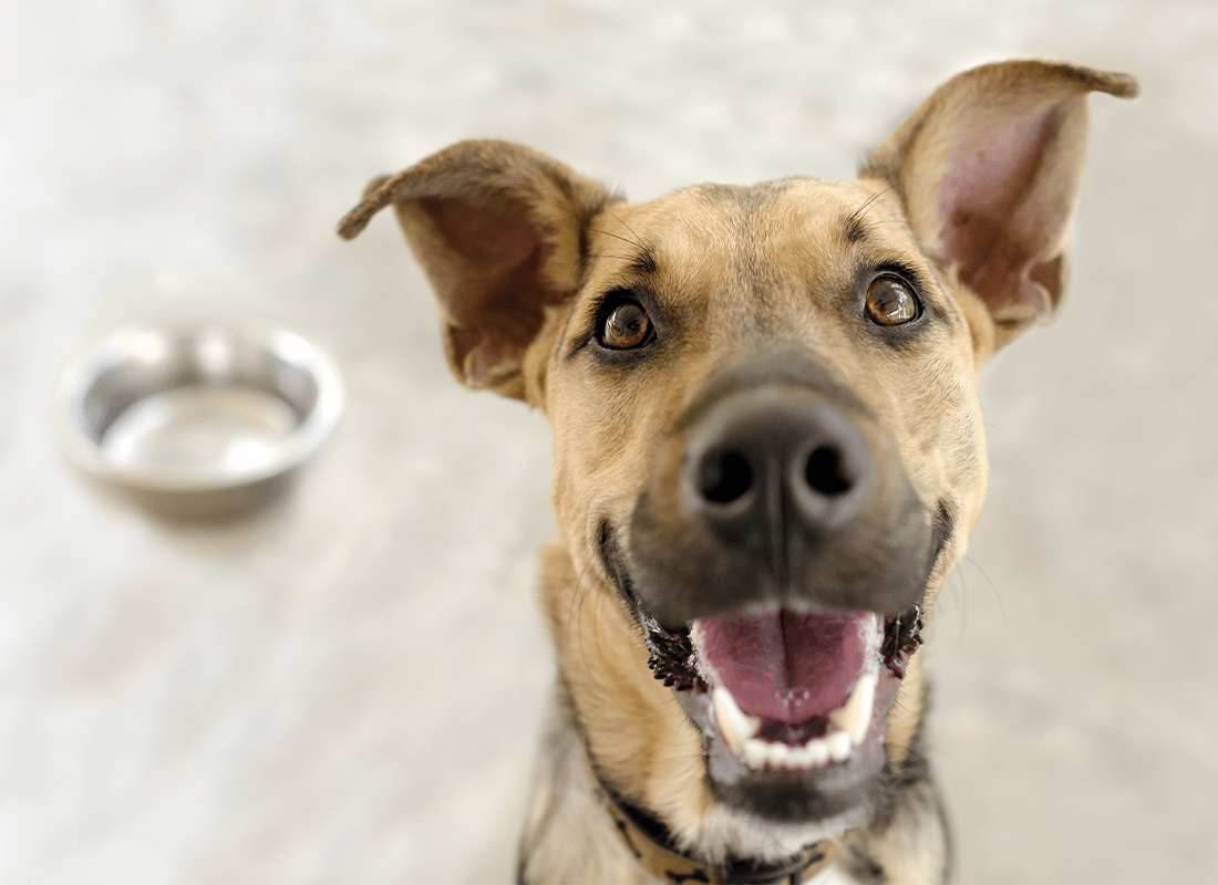 Can Dogs Eat Spices Your Guide to Safe Spices & Herbs for Dogs Bold by Nature