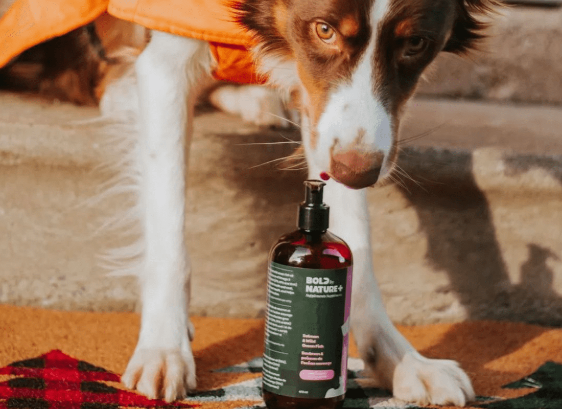 Your Guide to Omega 3 for Dogs Bold by Nature