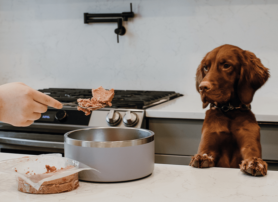 Why Does My Dog Eat So Fast? How to Slow Down Dog Eating Bold By Nature