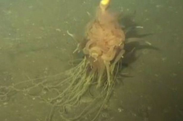 Flying Spaghetti Monster Sea Creature Discovered Living Thousands Of Feet Beneath The Ocean Boldnacho