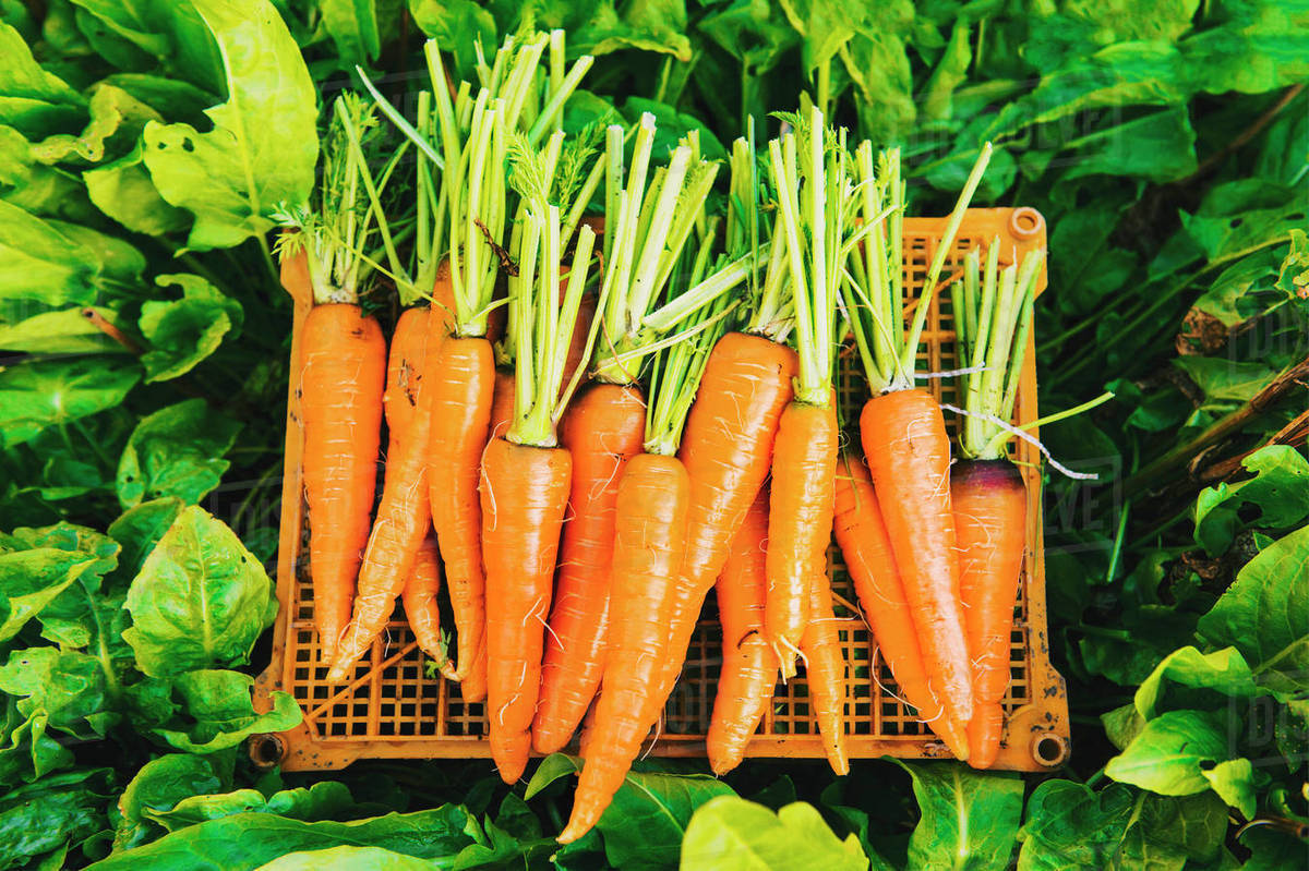 8 Best And Easy Vegetables To Be Grown In Your Kitchen Garden