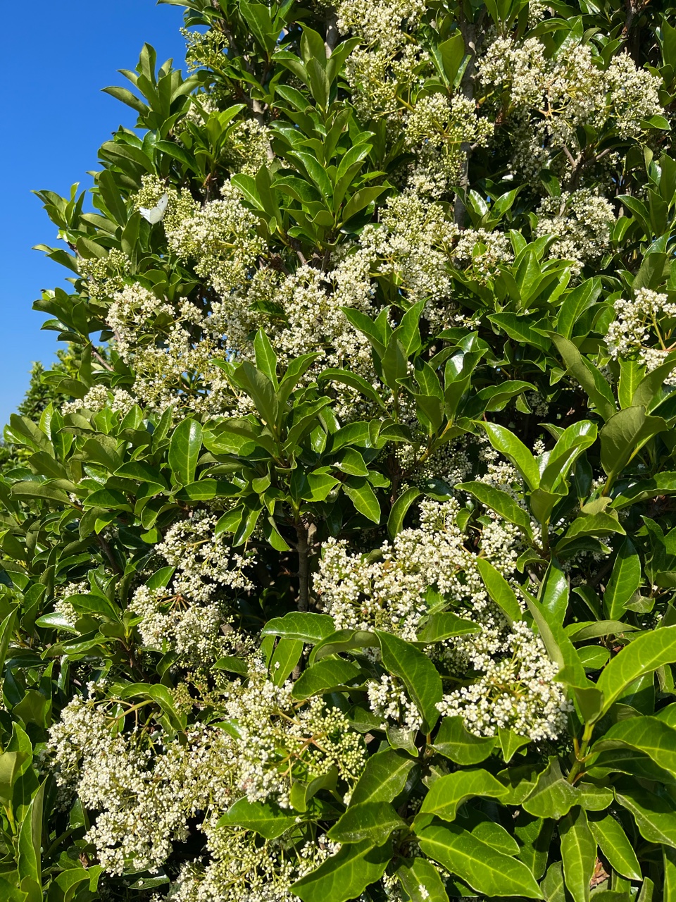 Chindo Viburnum Bold Spring