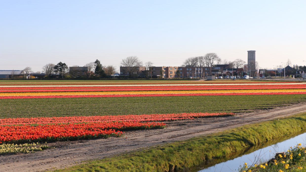 Tulip Flower Fields In Netherlands Facts Best Flower Site