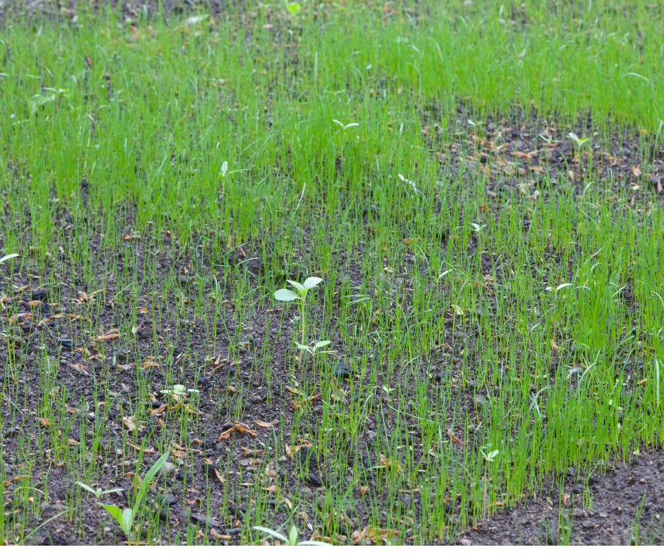 Homeowner Tips for Caring for a Newly Seeded Lawn Bollig Engineering