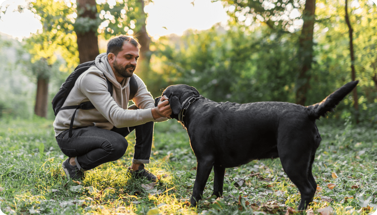Expert German Shepherd Training Near You Bolt Dog Training