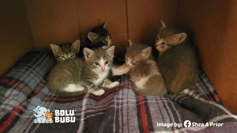 Berawal dari Memberi Makan, Perempuan Ini Diajak oleh Induk Kucing