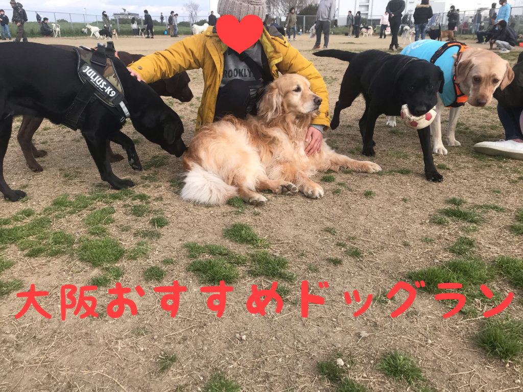 大阪おすすめドッグラン｜ラブラドール通信