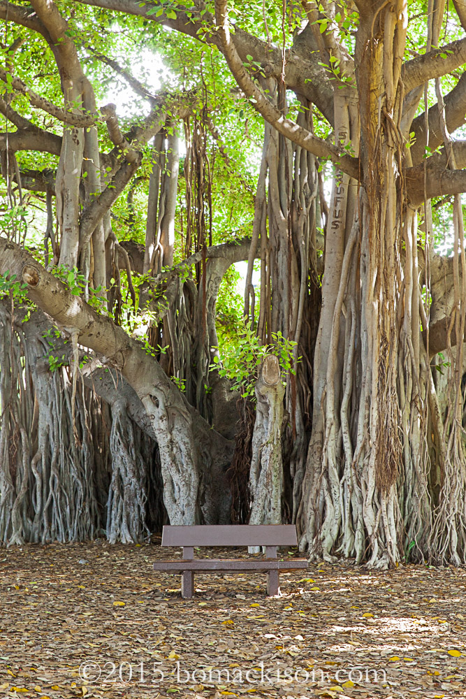 Still in Honolulu Exploring the Banyan Tree