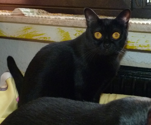 Abzugeben / Available BombayCats und BombayKatzen