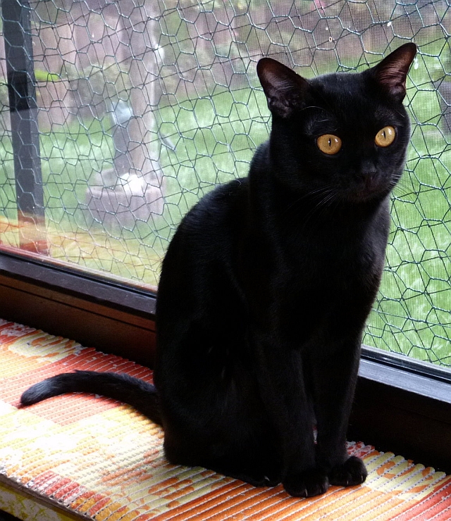 Die BombayKatze BombayCats und BombayKatzen