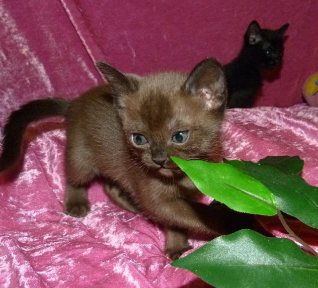 Die BombayKatze BombayCats und BombayKatzen