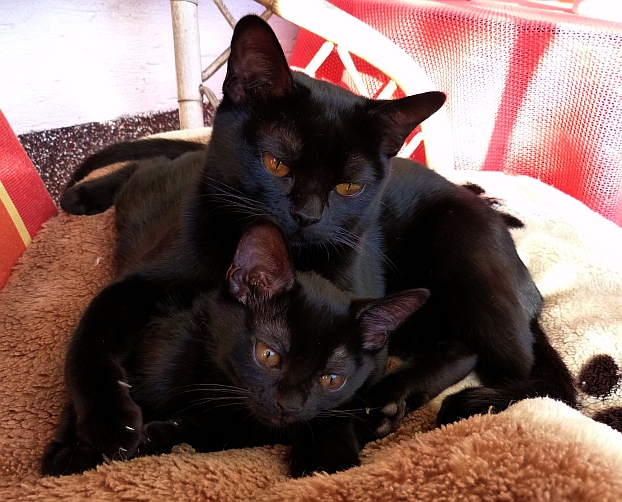 Die BombayKatze BombayCats und BombayKatzen