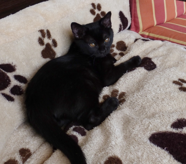Kittens 7May 2018 BombayCats und BombayKatzen