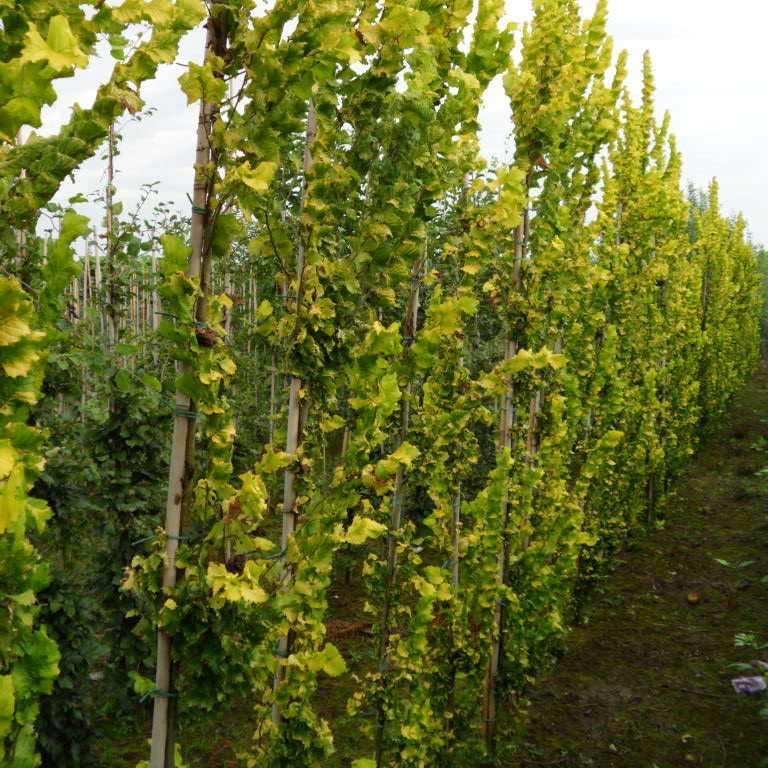 Zuilvormige boom 'Goud iep' (Ulmus hollandica Wredei) Bomenwebwinkel.nl