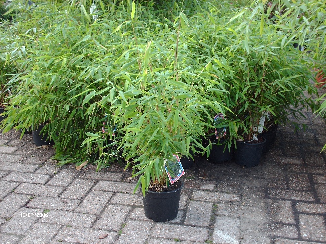 Jan Den Hertog - Tuinplanten Boskoop