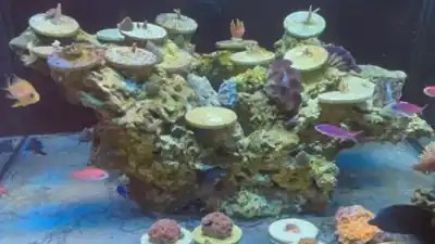 Bommie style live rock aquascape.