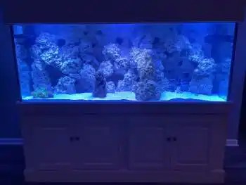 Large reef tank with beautiful cabinet and canopy.