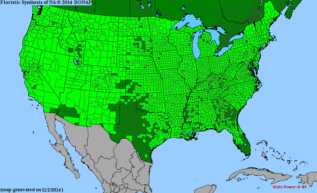 Rose Hips Growing guide for food use