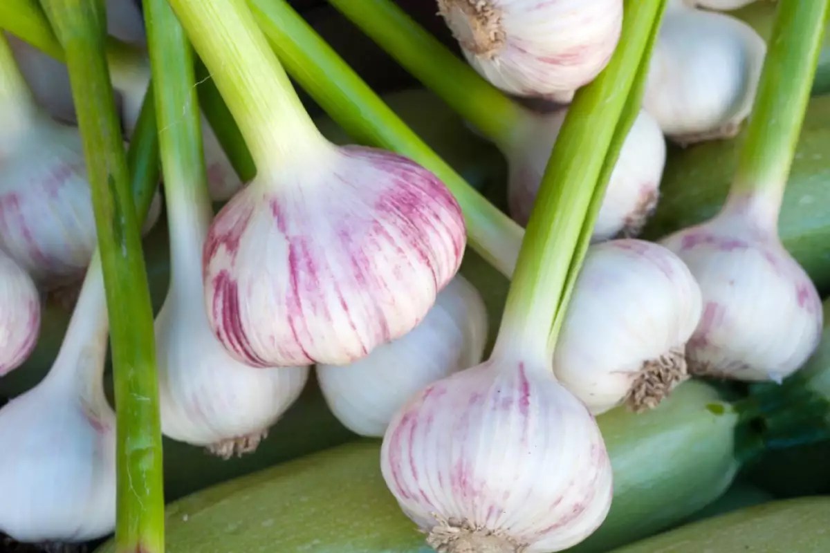 Several Reasons to Consume Fresh Garlic