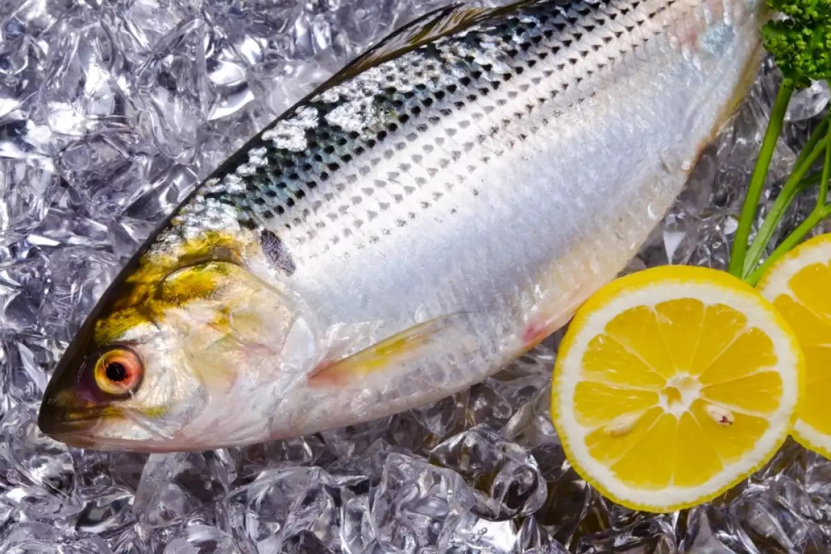 How Long Can We Store Fish In The Refrigerator and Freezer For