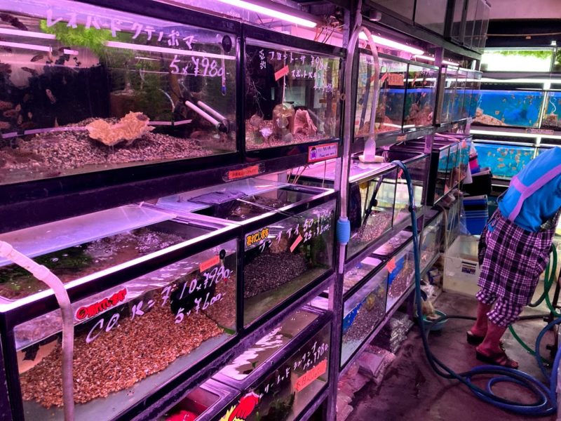 【口コミ】市川の熱帯魚屋「PET IN VIP」の訪問レビュー