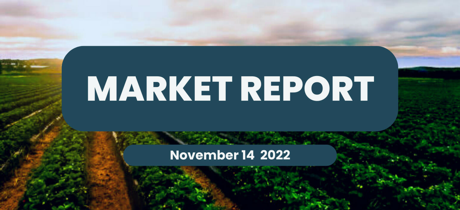 Bondi Produce Market Report November 14th 2022 Bondi Produce