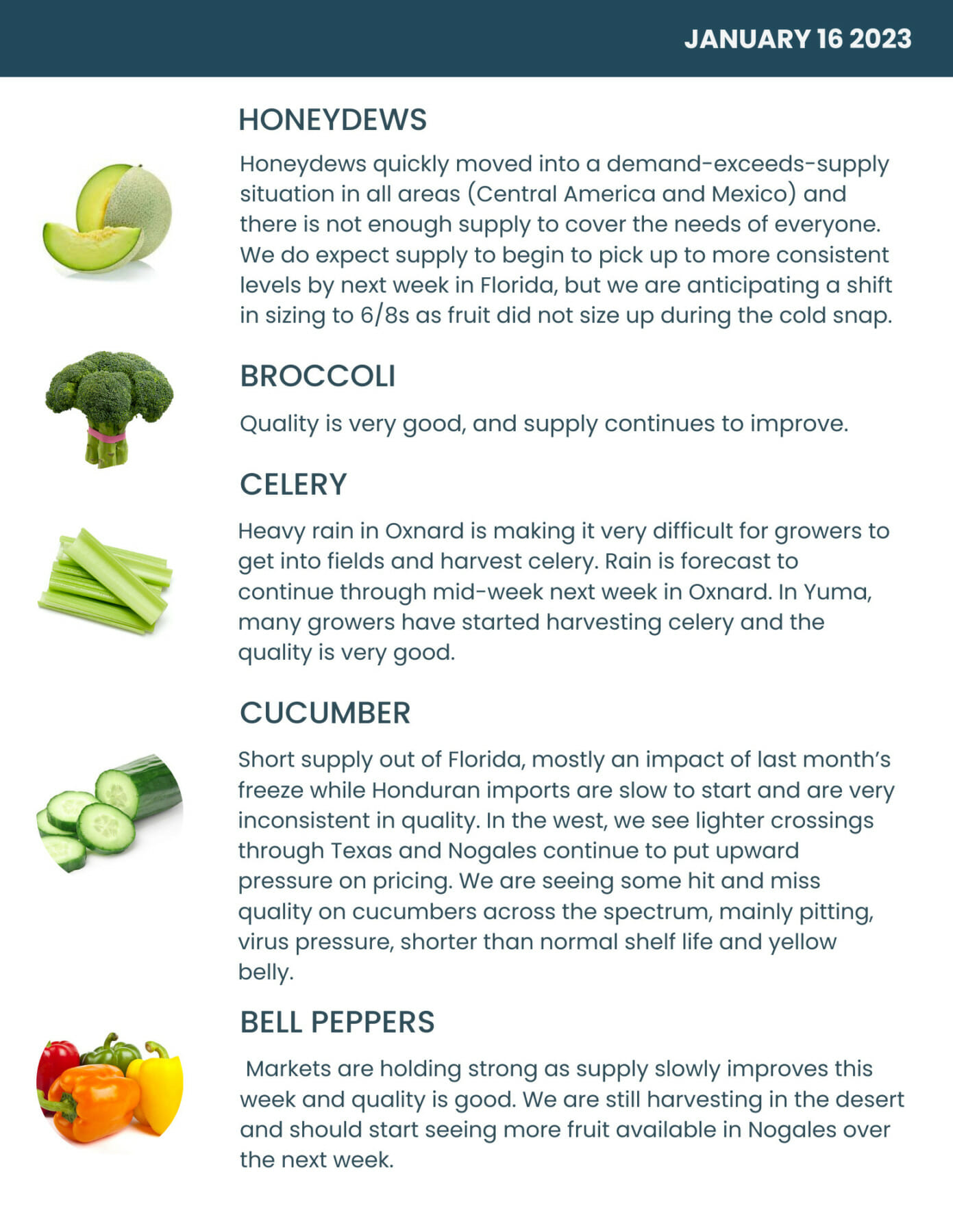 Bondi Produce Market Report January 16th 2023 Bondi Produce