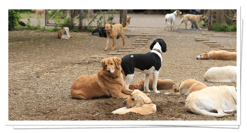 Dog Boarding & Daycare near Seattle BoneAFide Dog Ranch