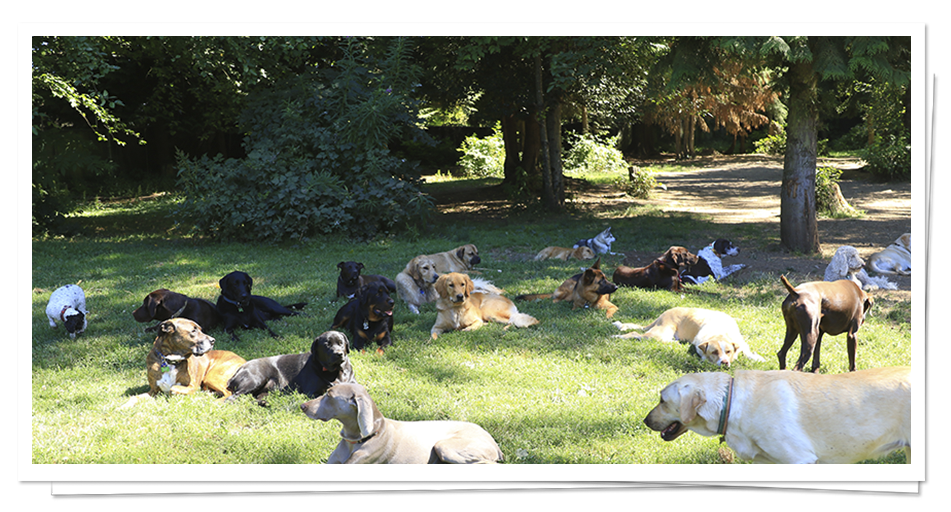Dog Boarding & Daycare near Seattle BoneAFide Dog Ranch