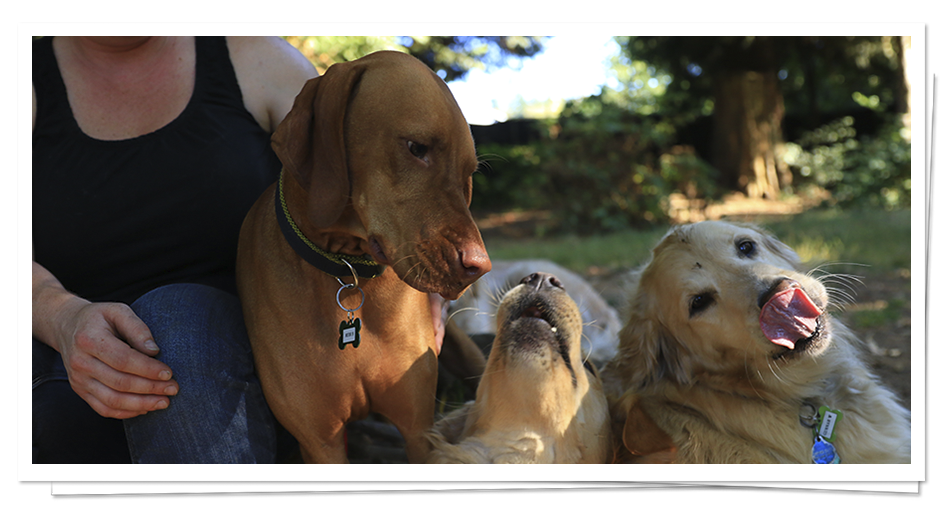 Dog Boarding & Daycare near Seattle BoneAFide Dog Ranch