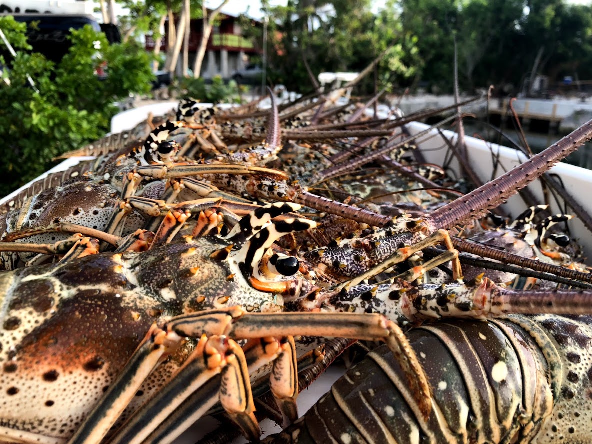 Lobster snorkel Key West Boneafide Charters