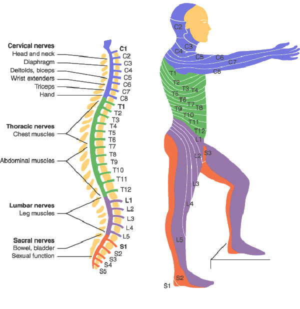 Spinal Cord Injury Levels Bone and Spine