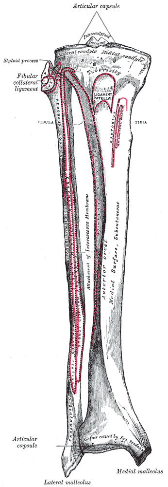 Fibula Bone Anatomy | Bone and Spine