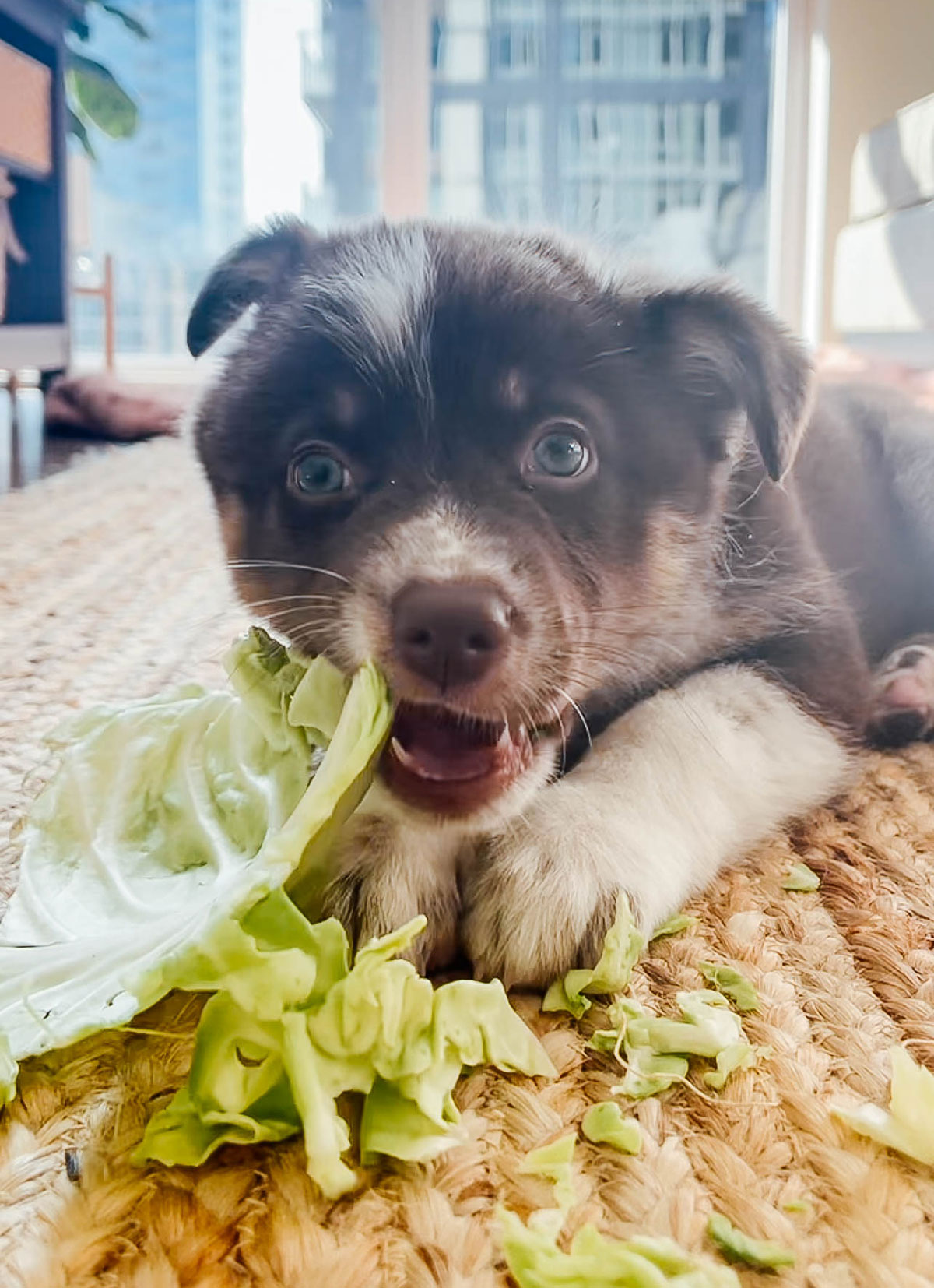 Can Dogs Eat Spinach Leaves