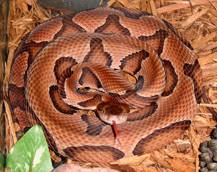 Venomous Snakes of North America Boneblogger Science and the outdoors