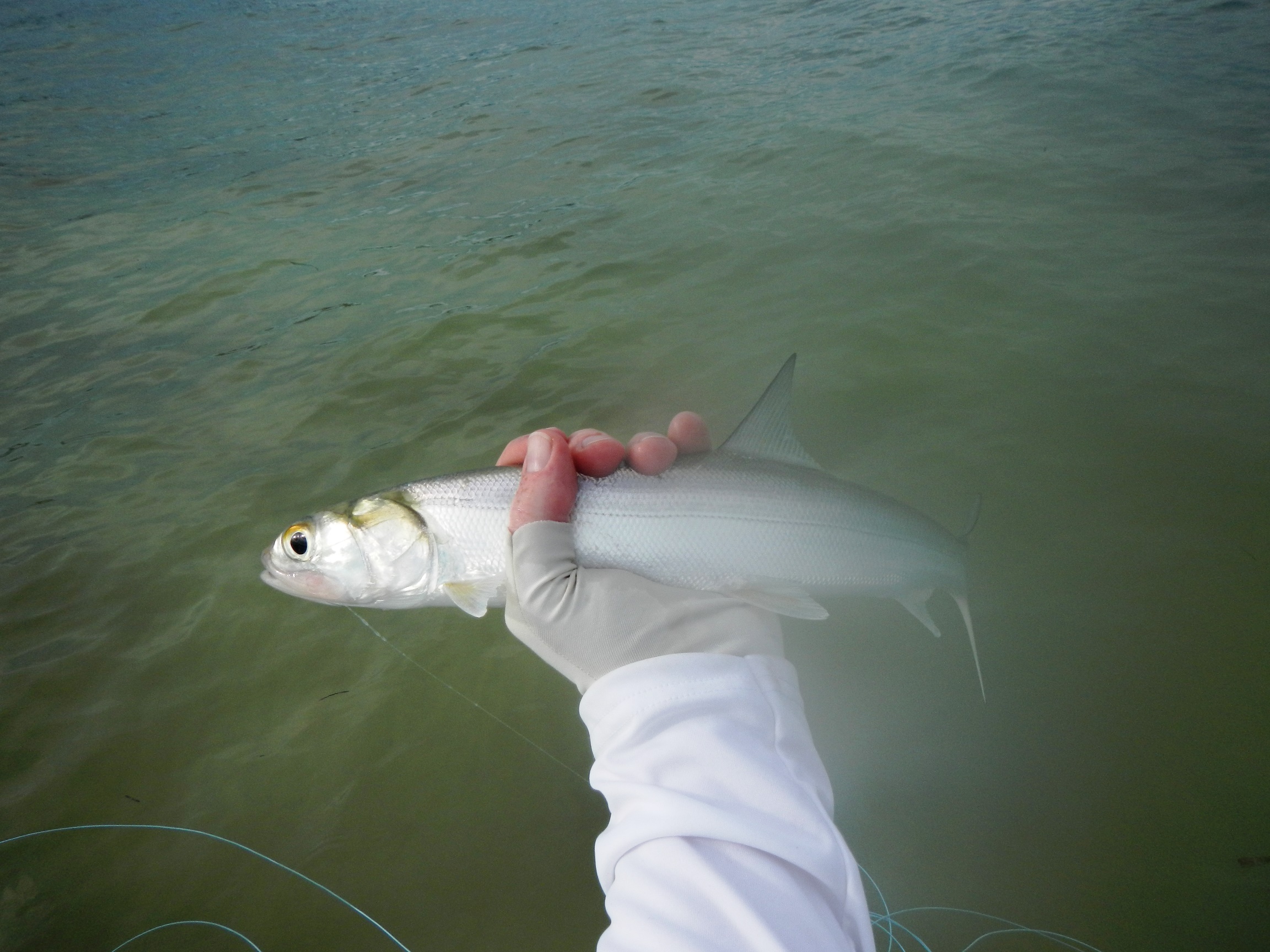 ladyfish Bonefish on the Brain