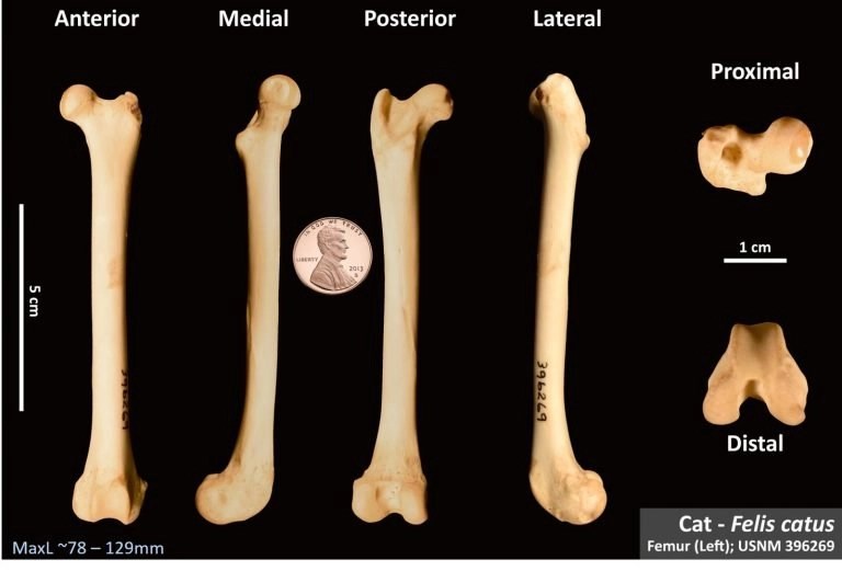 Cat Femur OsteoID Bone Identification