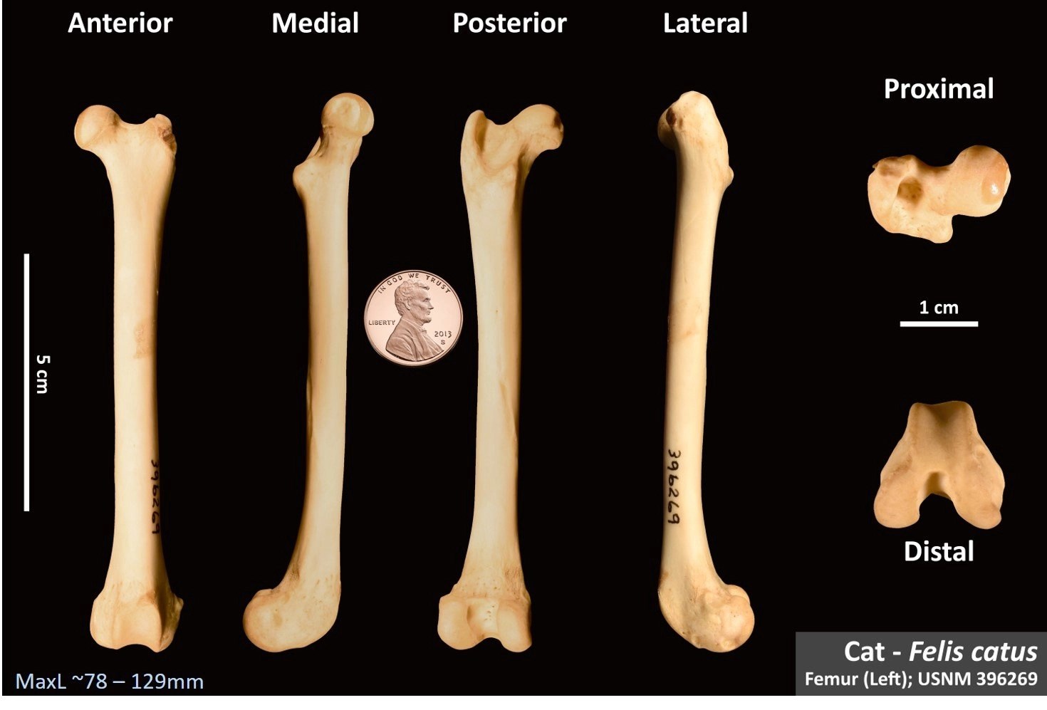 Cat Femur OsteoID Bone Identification