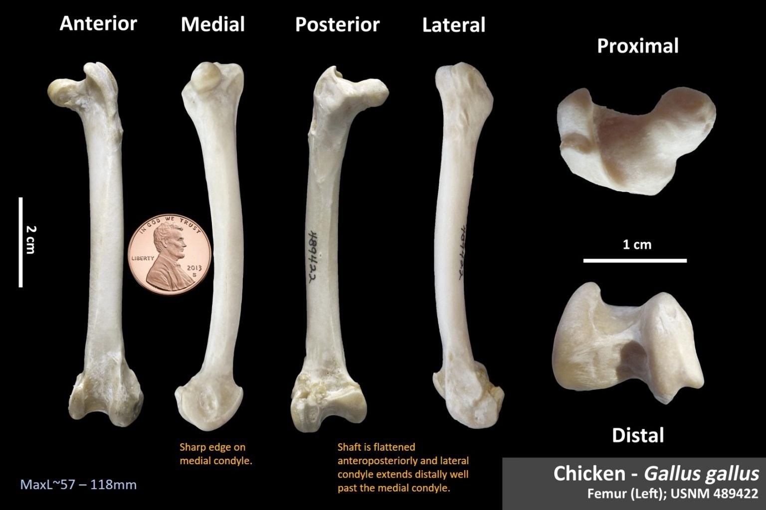 Chicken Femur OsteoID Bone Identification