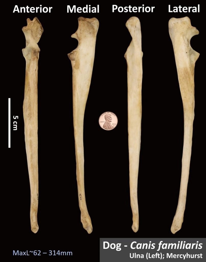 Dog Ulna OsteoID Bone Identification