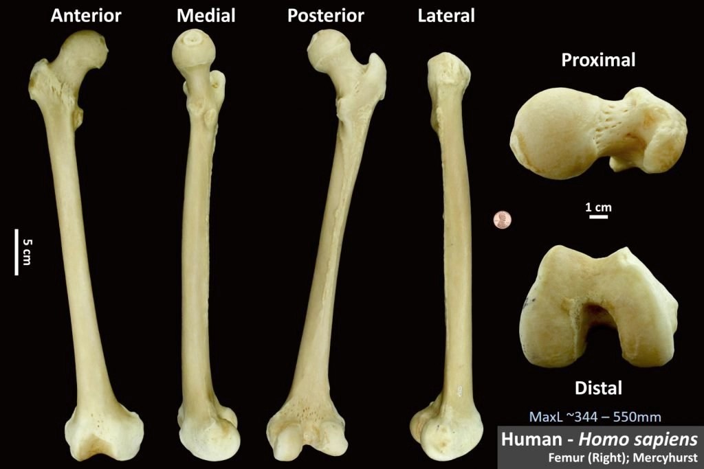 Human Femur OsteoID Bone Identification