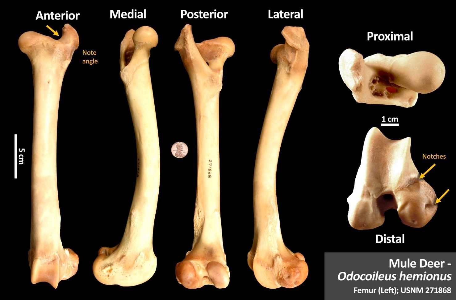 Mule Deer Femur OsteoID Bone Identification