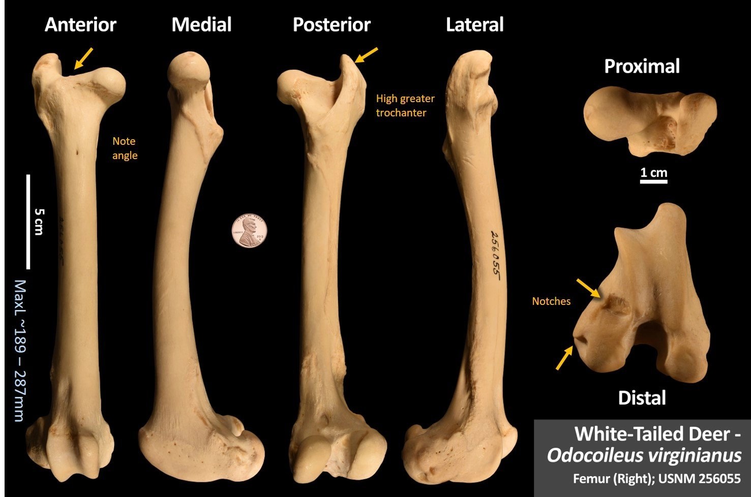 Deer Femur Vs Human Femur
