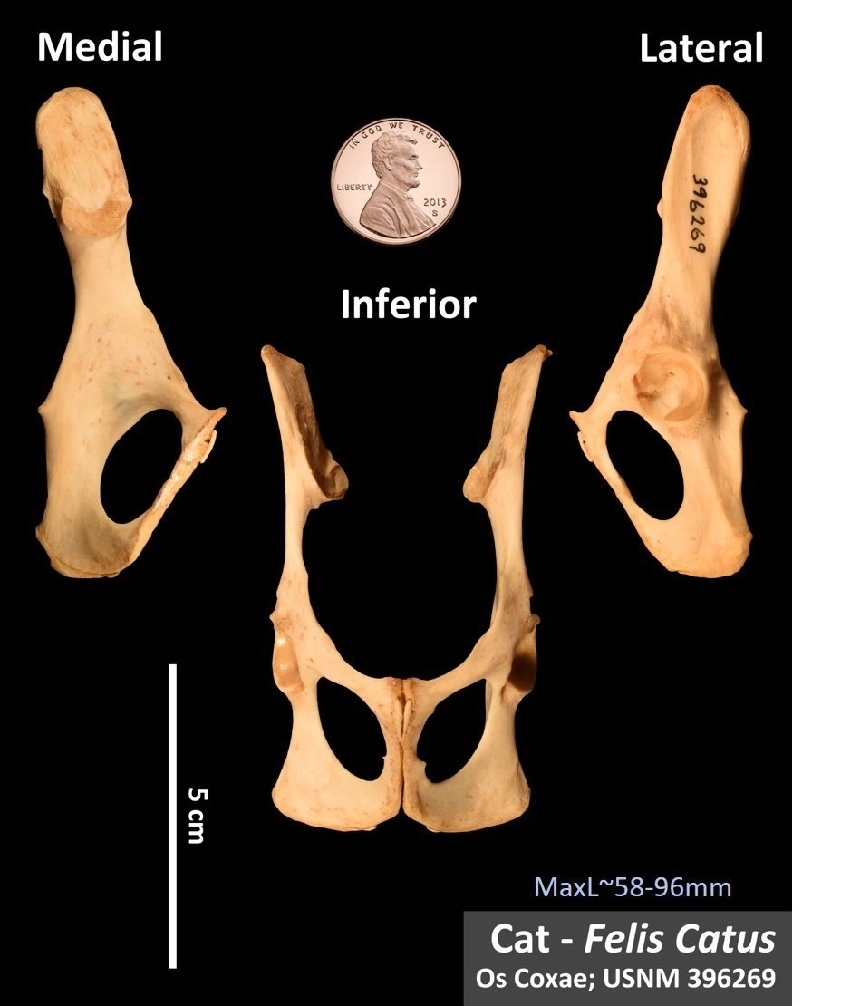 Cat Os Coxae OsteoID Bone Identification