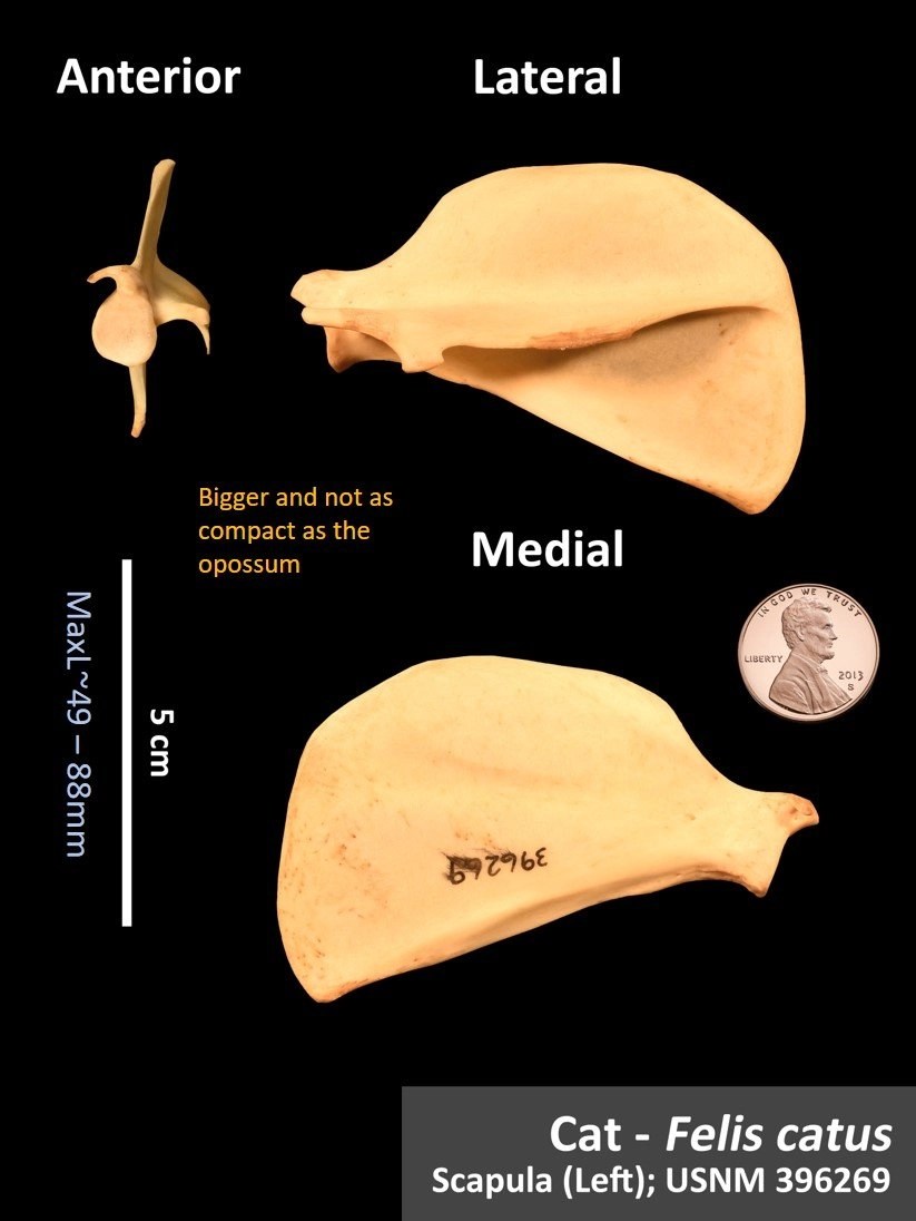 Cat Scapula OsteoID Bone Identification